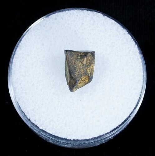 Inch Shed Edmontosaurus Tooth #1263